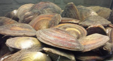 Der Angler als Natursch&uuml;tzer