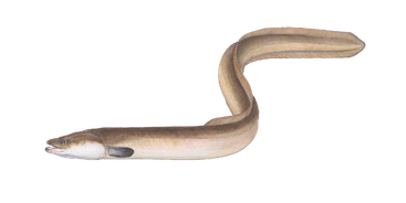 Der Europ&auml;ische Aal ist &bdquo;Fisch des Jahres 2025&ldquo;