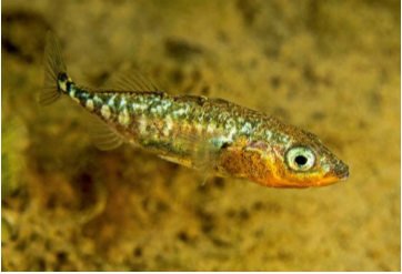 Fisch des Jahres 2018 - Dreistachliger Stichling