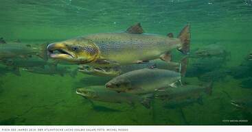 Fisch des Jahres 2019 “Der Atlantische Seelachs”