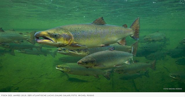 Fisch des Jahres 2019 “Der Atlantische Seelachs”