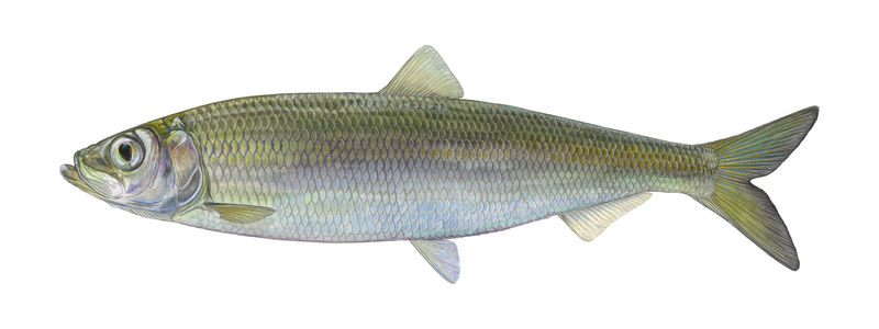 Fisch des Jahres 2021: Der atlantische Hering (Clupea harengus)
