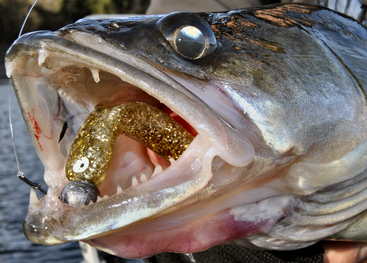 der Zander | vom Lebewesen zum Lebensmittel